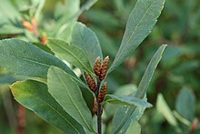 <p>sweet gale, Myrica gale, Myricaceae</p>