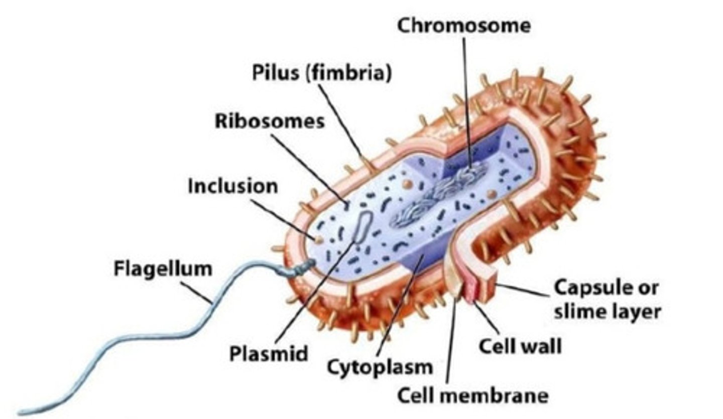 <p>single-celled organisms that lack a nucleus; prokaryotes</p>
