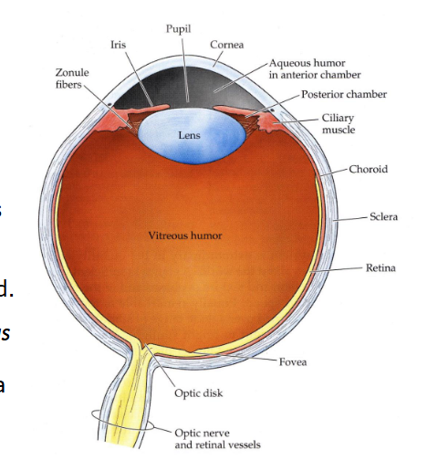 <p>The eye has a lens that is a transparent disk that focuses light.</p><ul><li><p>Suspended by zonules which are ligaments. </p></li></ul><p>In front of the lens is the anterior chamber which is filled with a plasma-like fluid called the aqueous humor.</p><p>Behind the lens is the vitreous chamber which is filled with a clear jelly called vitreous body/humor.</p><ul><li><p>Keeps the eyeball’s shape. </p></li></ul><p>The cornea bulges out of the front of the eye and is continuous with the outer wall of the eye called the sclera.</p><p>Together, the cornea and lens focus light into the retina which is the inner lining of the eye with our photoreceptors. </p><p>On top of the lens is a lining called the iris. An opening in the iris is called the pupil and this is where light from the cornea and lens pass through.</p><p></p><p>Cornea → anterior chamber → iris → pupil → lens → vitreous humor. </p><p></p>