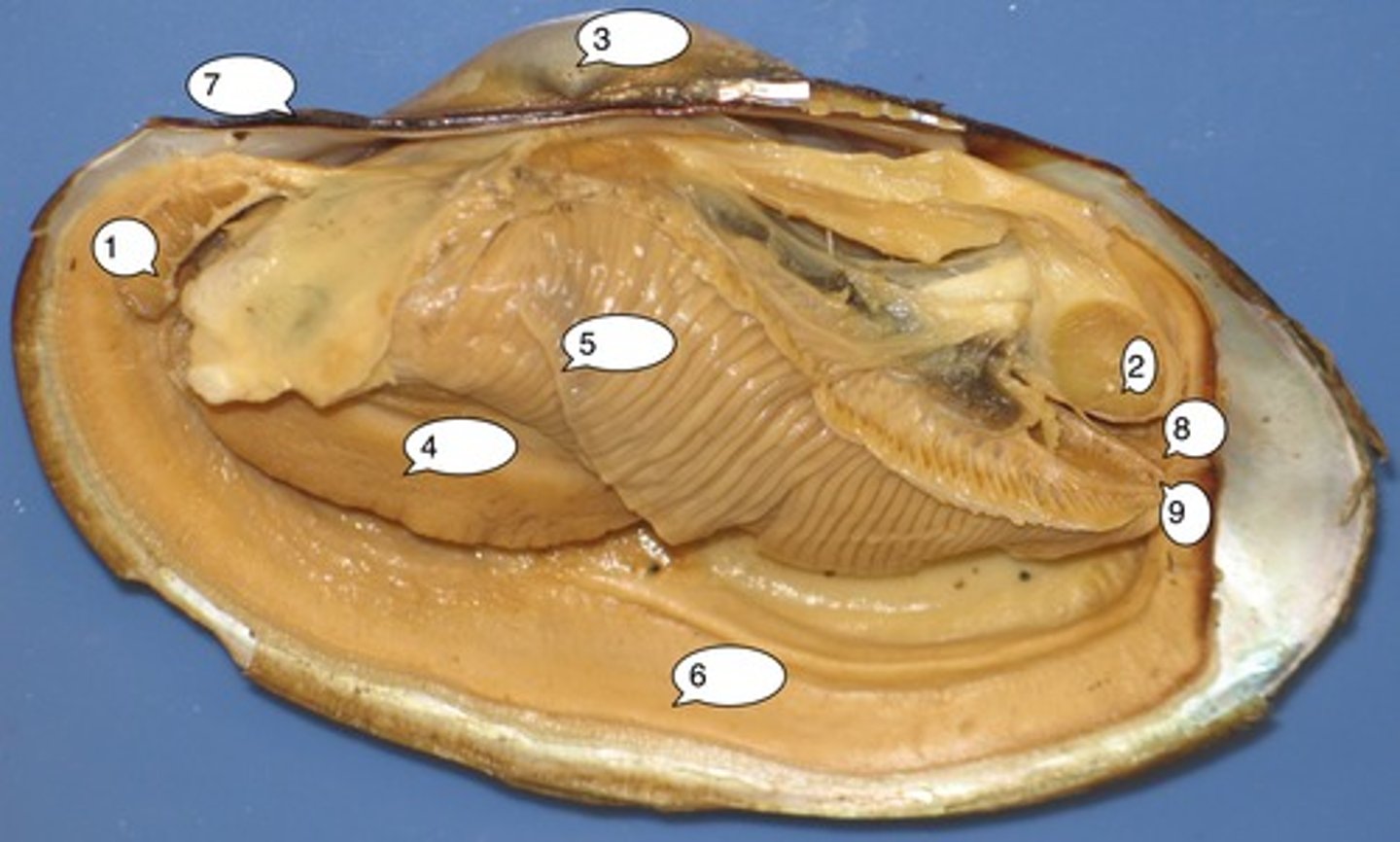 <p>gills: respiration and feeding</p>