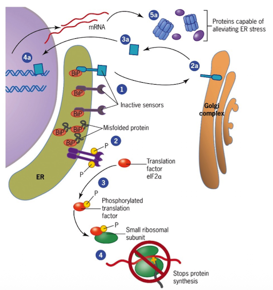 <ul><li><p>Accumulation of misfolded proteins triggers the unfolded protein response (UPR)</p></li><li><p>Sensors in the ER are kept inactive by the chaperone BiP (BiP binds to unfolded proteins and sensors) </p></li><li><p>When misfolded proteins accumulate, BiP is incapable of inhibiting sensors</p></li><li><p>activated sensors send signals to trigger proteins in destruction of misfolded proteins</p></li></ul><p></p>