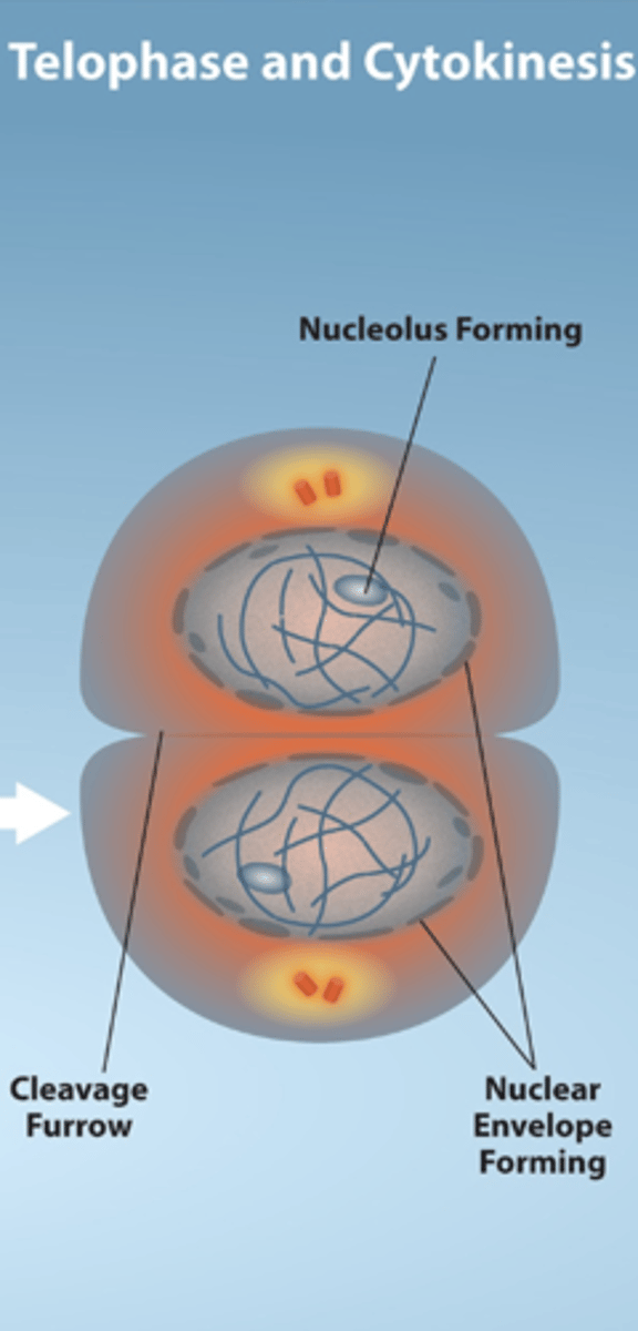 <p>- Fifth step of mitosis</p><p>- Chromosomes reach opposite poles &amp; begin to unravel</p><p>- Spindle microtubules depolymerize into tubulin monomers that will form cytoskeletal components for the daughter cells</p><p>- Nuclear envelopes reform around the chromosomes</p><p>- Nucleoli appear within the nuclear area</p>