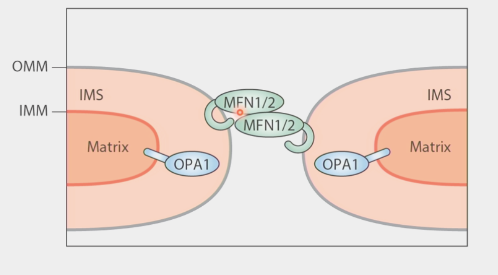 <ul><li><p>merging of two or more mitochondria within a cell to form a single compartment</p></li><li><p>2-step process because of the double membrane:</p><ul><li><p>Mitofusins (MFN1/2) form trans-dimer extending from one mitochondria to another</p></li><li><p>conformational change in MFN1/2 brings outer membranes together</p></li><li><p>Inner membrane: 2 copies of OPA1 dimerize → undergo conformational change to smash inner membranes together</p></li></ul></li><li><p><span>mutants have </span><strong><span>opposite</span></strong><span> phenotypes to fission</span></p></li><li><p><span>continuous and ongoing at all times</span></p></li></ul><p></p>