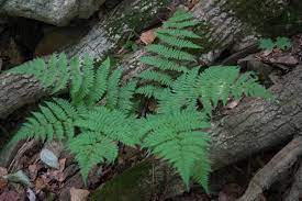 shield fern