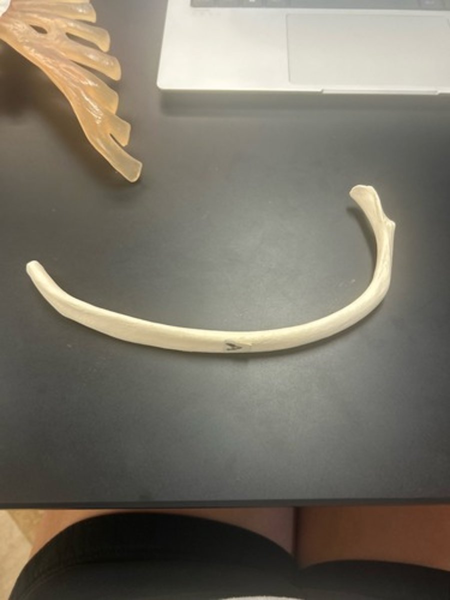 <p>name the bone</p>