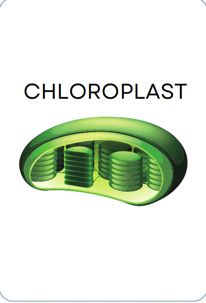 <p>CHLOROFIL</p>