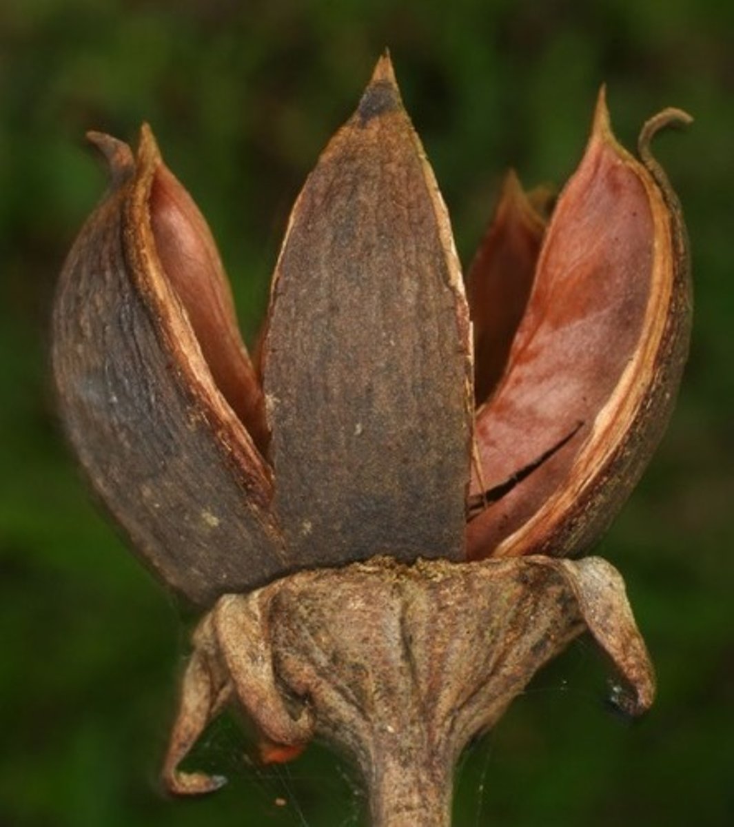 <p>(simple, dry, dehiscent)</p><p>developed from several carpels, with various numbers of suture types</p>