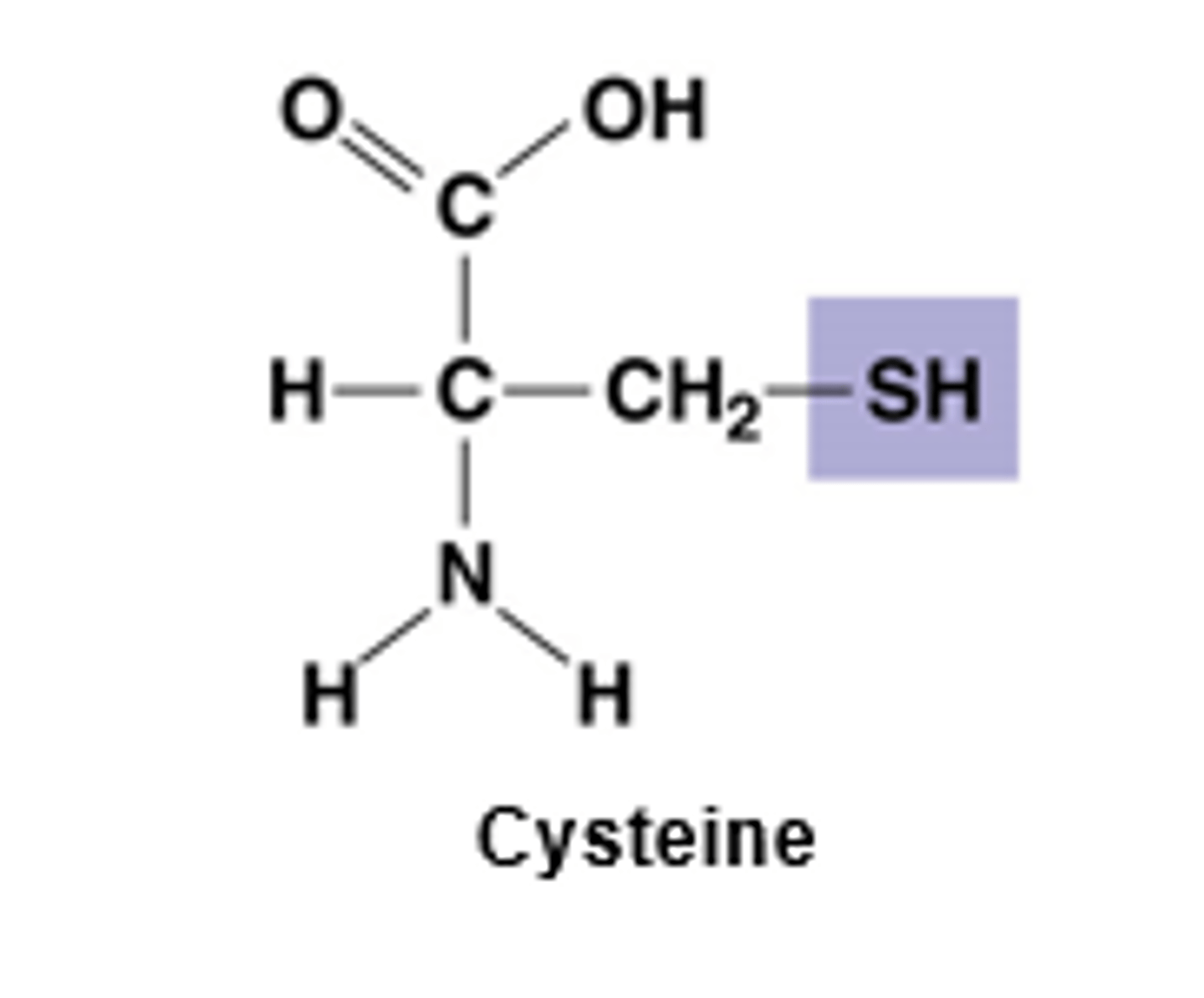 <p>SH</p><p>Thiols</p><p>polar hydrophilic</p>