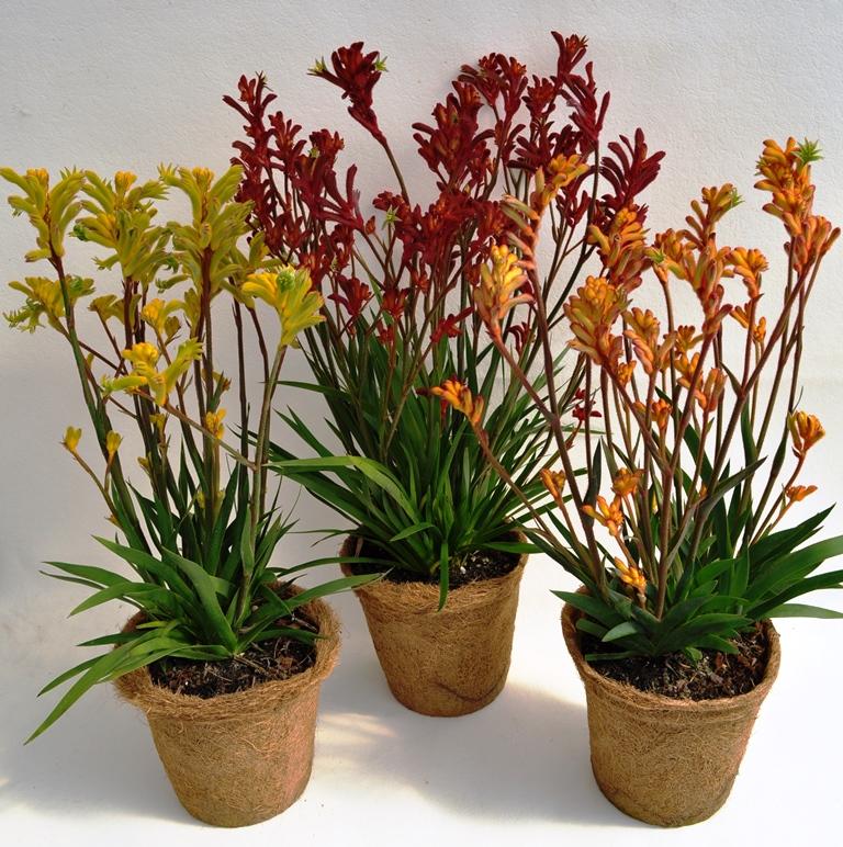 <p>kangaroo paw</p>