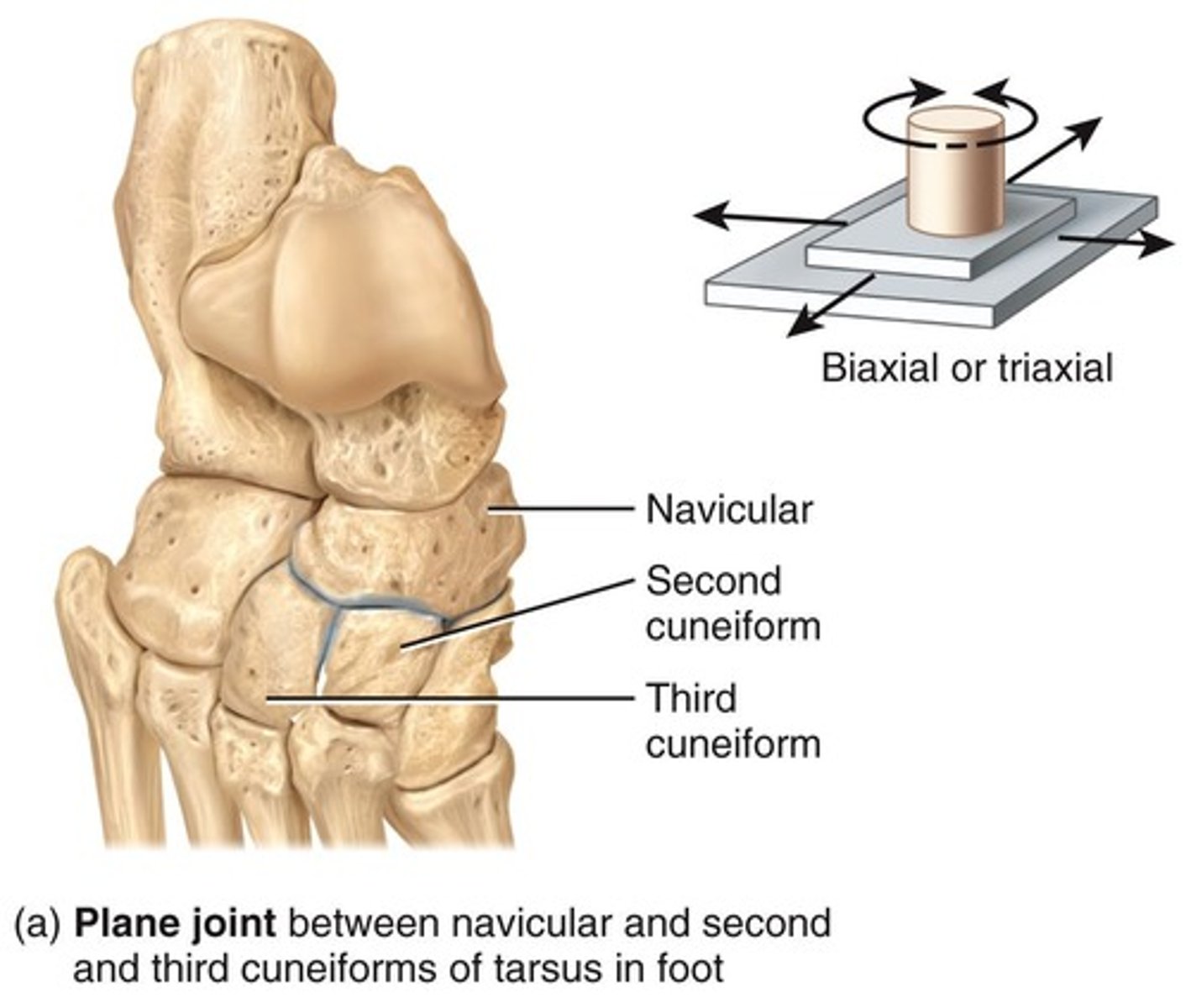<p>Articulated surfaces flat or slightly curved. Example: Intercarpal, intertarsal, sternocostal, and vertebrocostal joints. Many are biaxial: back-and-forth and side-to-side movements. Some are triaxial: back-and-forth, side-to-side, rotation.</p>
