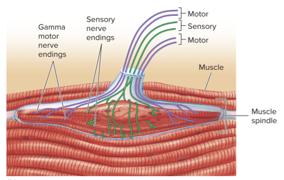 <ul><li><p>3-10 specialized muscle fibers located in skeletal muscles</p></li><li><p>Give information about the length of muscle</p></li><li><p>Important for control and tone of postural muscles</p></li><li><p>Stretching of muscles stimulates gamma motor neurons and activates the stretch reflex to increase muscle tone&nbsp;</p></li></ul><p></p>