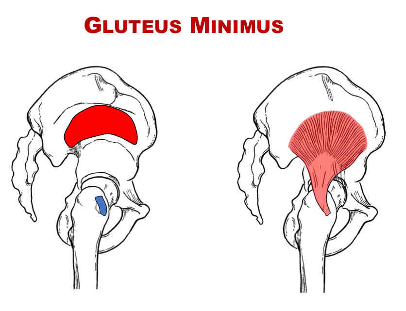 <p>Nerve Supply of Gluteal Minimus</p>