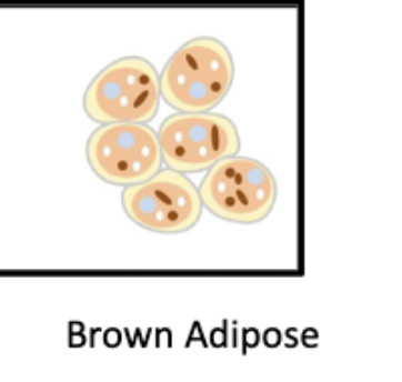 <ul><li><p>transfer chemical energy (~60-70% into ATP, rest lost as heat) + lose it to heat (no ATP made)</p><ul><li><p>lacks ATP synthase, instead uses <strong>uncoupling protein 1</strong></p><ul><li><p>allows H+ to leak back into matrix which generates heat </p></li></ul></li></ul></li><li><p>interscapular</p></li><li><p>paravertebral</p></li><li><p>pararenal</p></li><li><p>cervical spine</p></li><li><p>supraclavicular </p></li></ul><img src="https://knowt-user-attachments.s3.amazonaws.com/90fcfab2-c8d6-4e09-8016-28e88e013480.png" data-width="100%" data-align="center"><p></p>