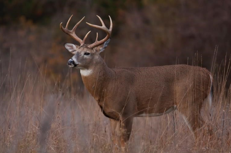 <p><span style="font-family: &quot;Times New Roman&quot;, serif;"><span>Odocoileus virginianus</span></span></p>