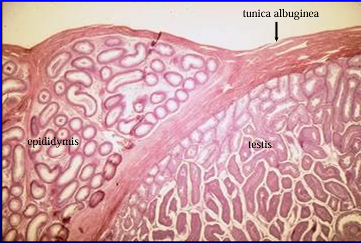 <p>The testis (right) and epididymis (left) are shown at a slightly higher magnification (6X). </p><p>The dense connective tissue that surrounds the testis and separates it from the epididymis is the <strong>tunica albuginea</strong>.</p>