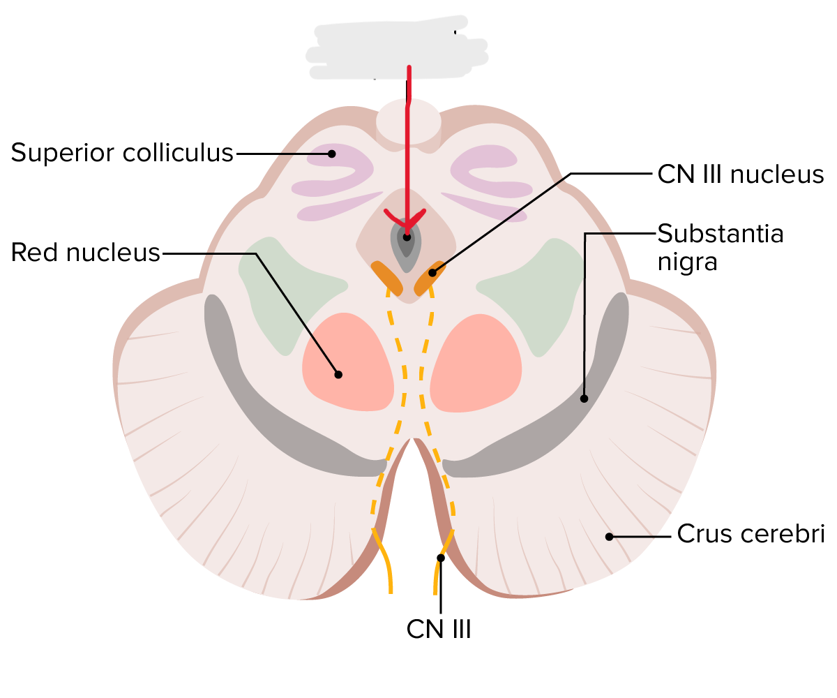 <p>Space. Opposite side on the brain steak than the substantia nigra</p>