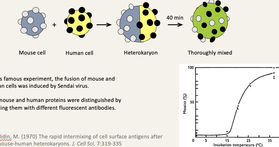 <ul><li><p>in this famous experiment, the fusion of mouse and human cells was induced by Sendai virus </p></li><li><p>the mouse and human proteins were distinguished by labelling them with different fluorescent antibodies </p></li></ul><p></p>