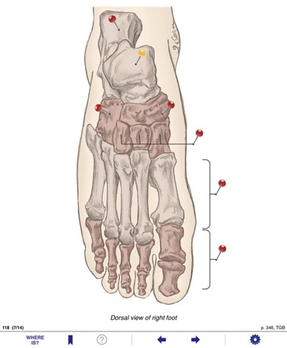 <p>Name the bones at the yellow pin</p>