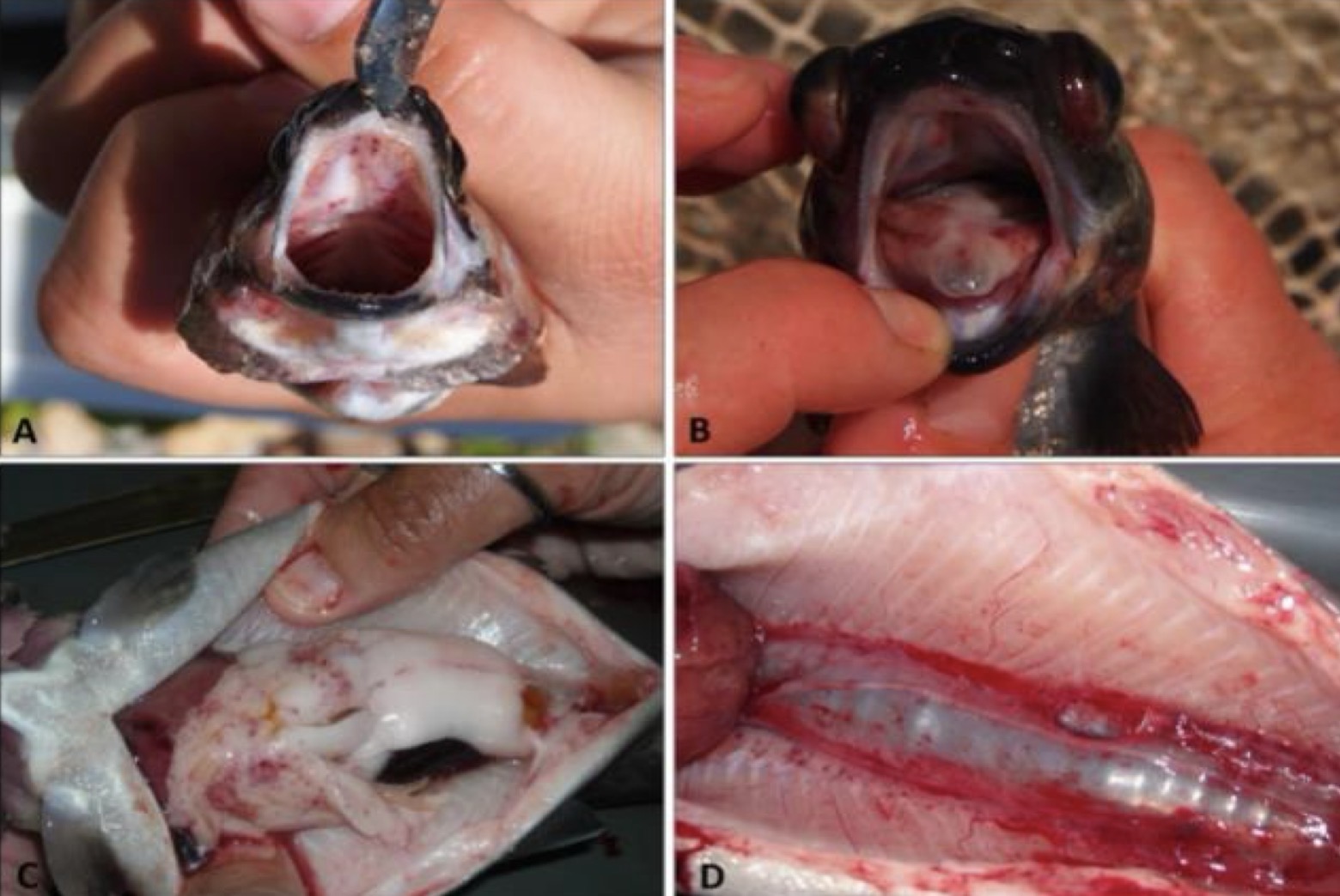 <p><strong>Causative agent:</strong></p><ul><li><p><em><mark data-color="red" style="background-color: red; color: inherit;">Yersinia ruckeri</mark></em><mark data-color="red" style="background-color: red; color: inherit;"> </mark>(Gram-negative bacterium)</p></li></ul><p><strong>Hosts:</strong></p><ul><li><p><strong>Salmonids of all ages, </strong>Especially <strong>rainbow trout</strong></p></li><li><p>Common in <strong>market-size fish</strong></p></li></ul><p></p><p><strong>Transmission</strong></p><ul><li><p><strong>Horizontal: Per os</strong> and via <strong>gills</strong></p></li><li><p>Spread from <strong>clinically sick carriers</strong></p></li></ul><p></p><p><strong>Clinical signs</strong></p><ul><li><p>Darkened fish</p></li><li><p>Disorientation / <strong>blindness → cannot find food</strong></p></li><li><p>Depression, lethargy</p></li><li><p><strong>Acute to chronic mortality</strong></p></li></ul><p></p><p><strong>Pathological changes</strong></p><ul><li><p><strong>Hemorrhagic septicemia</strong></p></li><li><p>Hemorrhages in <strong>mouth, eyes, skin</strong> (“red mouth”)</p></li><li><p><strong>Exophthalmos</strong></p></li><li><p>Swollen abdomen</p></li><li><p>Acute disease in <strong>young fish</strong>, chronic form in <strong>older fish</strong></p></li></ul><p></p><p><strong>Prevention & Therapy</strong></p><ul><li><p><strong>Vaccination</strong> (important, but strain variation exists!!)</p></li><li><p><strong>Antibiotics</strong> (based on sensitivity testing)</p></li><li><p>Lower water temperature helps reduce outbreaks</p></li><li><p>Biosecurity and stress reduction</p></li></ul><p></p><p><strong>Diagnosis</strong></p><ul><li><p>Clinical suspicion</p></li><li><p><strong>Bacterial cultivation</strong> (definitive)</p></li></ul><p></p><p><strong>One-sentence oral exam answer</strong></p><figure data-type="blockquoteFigure"><div><blockquote><p>“Yersiniosis is a hemorrhagic septicemia of salmonids caused by <em>Yersinia ruckeri</em>, transmitted horizontally, especially affecting rainbow trout, and controlled mainly by vaccination and antibiotics.”</p></blockquote><figcaption></figcaption></div></figure><p></p>