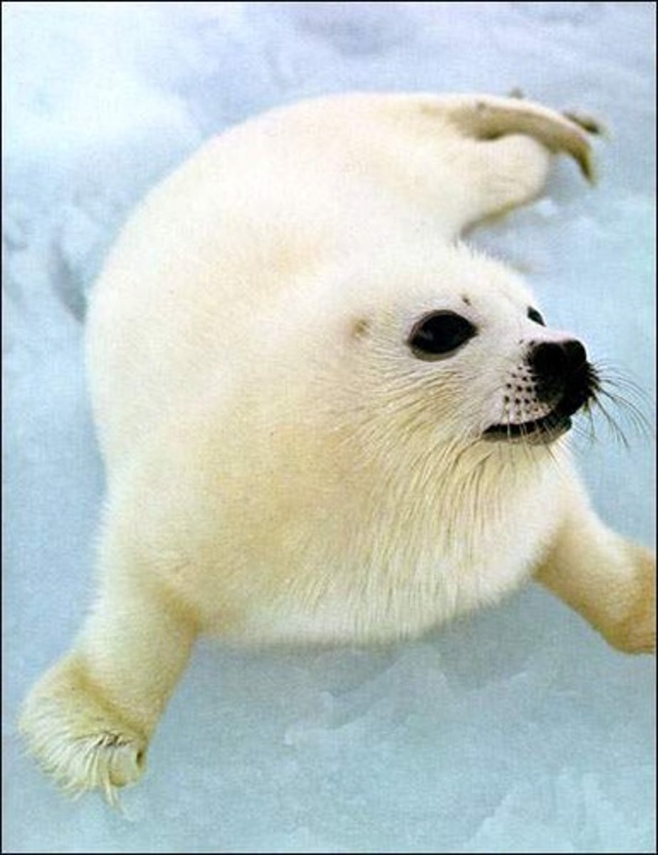 <p>seal</p>
