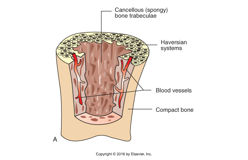 <ul><li><p><span style="color: rgb(0, 0, 0)">Light, spongy</span></p></li><li><p><span style="color: rgb(0, 0, 0)">Many spaces between spicules of bone</span></p><ul><li><p><span style="color: rgb(0, 0, 0)">Occupied by bone marrow</span></p></li></ul></li></ul>