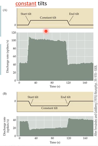 <p>constant</p>