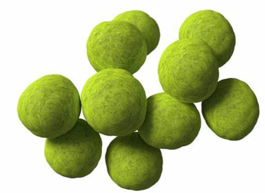 <p>circular bacteria</p>
