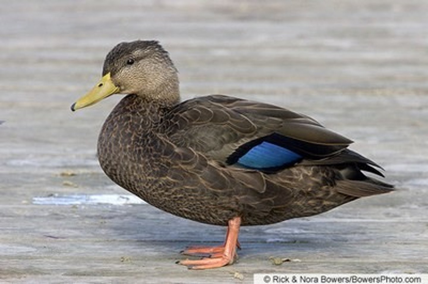 <p>Anseriformes</p><p>Anatidae</p>