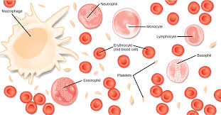 <p>a fluid connective tissue containing erythrocytes and various leukocytes that circulate in a liquid extracellular matrix</p>