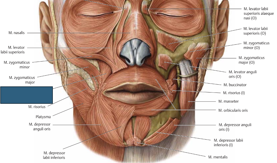 <p>m. levator anguli oris → tõstab suunurki</p>