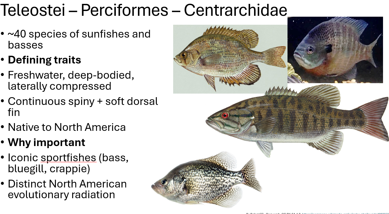 <p><span><span>•~40 species of sunfishes and basses</span></span></p><p><span><span>•</span><strong><span>Defining traits</span></strong></span></p><p><span><span>•Freshwater, deep-bodied, laterally compressed</span></span></p><p><span><span>•Continuous spiny + soft dorsal fin</span></span></p><p><span><span>•Native to North America</span></span></p><p><span><span>•</span><strong><span>Why important</span></strong></span></p><p><span><span>•Iconic sportfishes (bass, bluegill, crappie)</span></span></p><p><span><span>•Distinct North American evolutionary radiation</span></span></p>