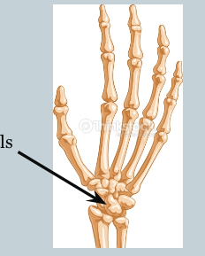 <p>bones of the wrist</p>