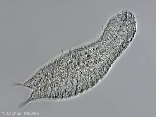 <p><em>Lepidodermella</em></p>