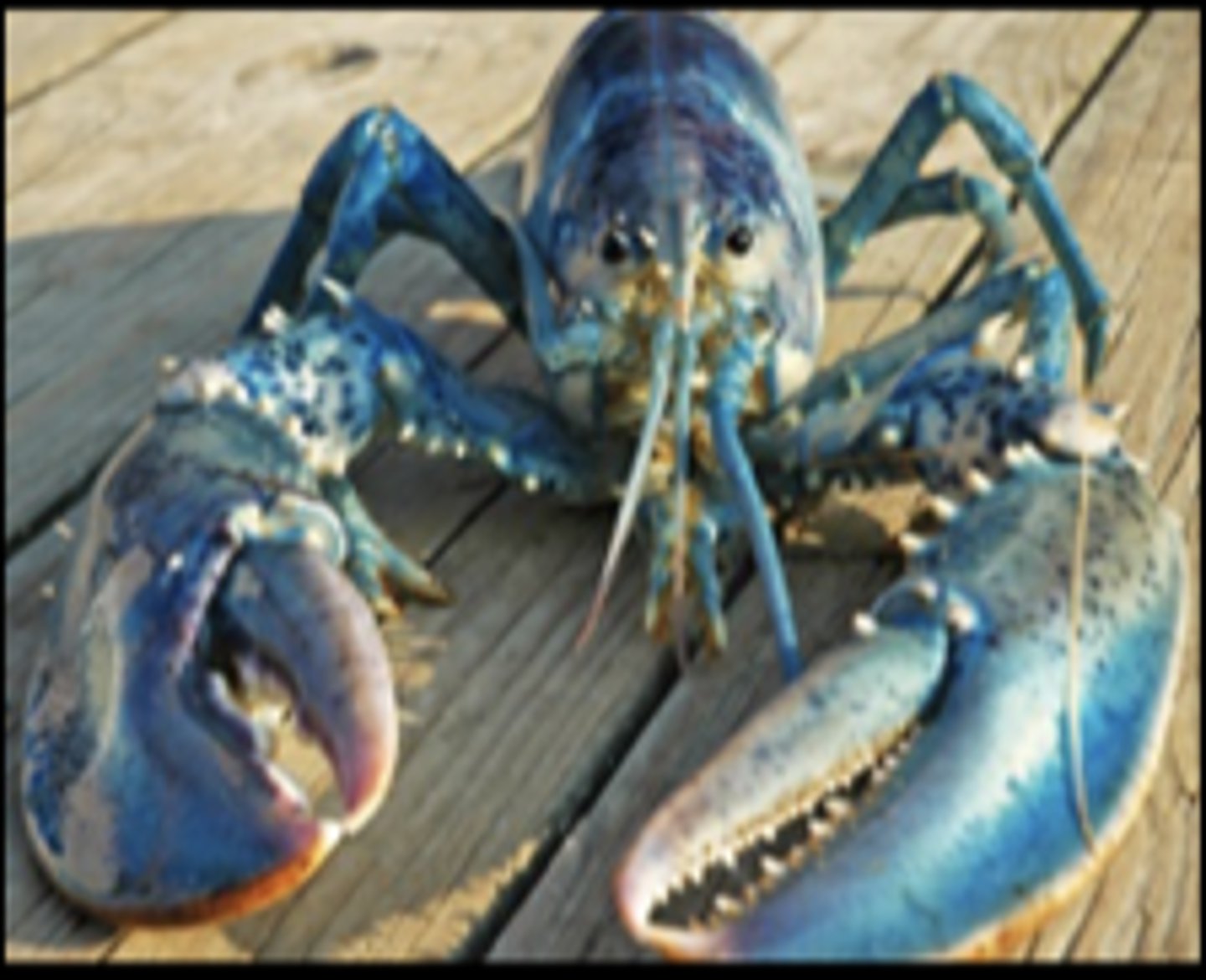 <p>What class does this organism belong to?</p>