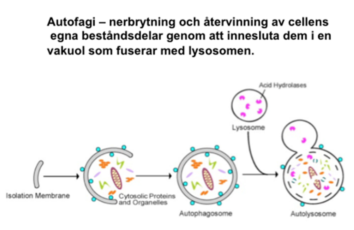 <p>Lysosomen bryter ner och återanvänder cellens egna beståndsdelar.</p>