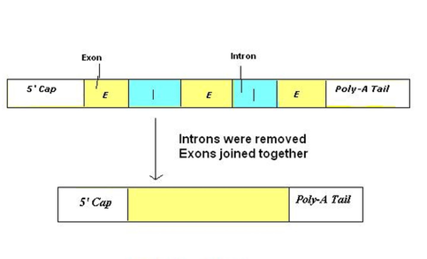 <p>1. RNA transcript is spliced (introns, non-coding, are removed)</p><p>2. RNA transcript receives cap &amp; tail</p><p>3. Processed RNA transcript = mRNA</p>
