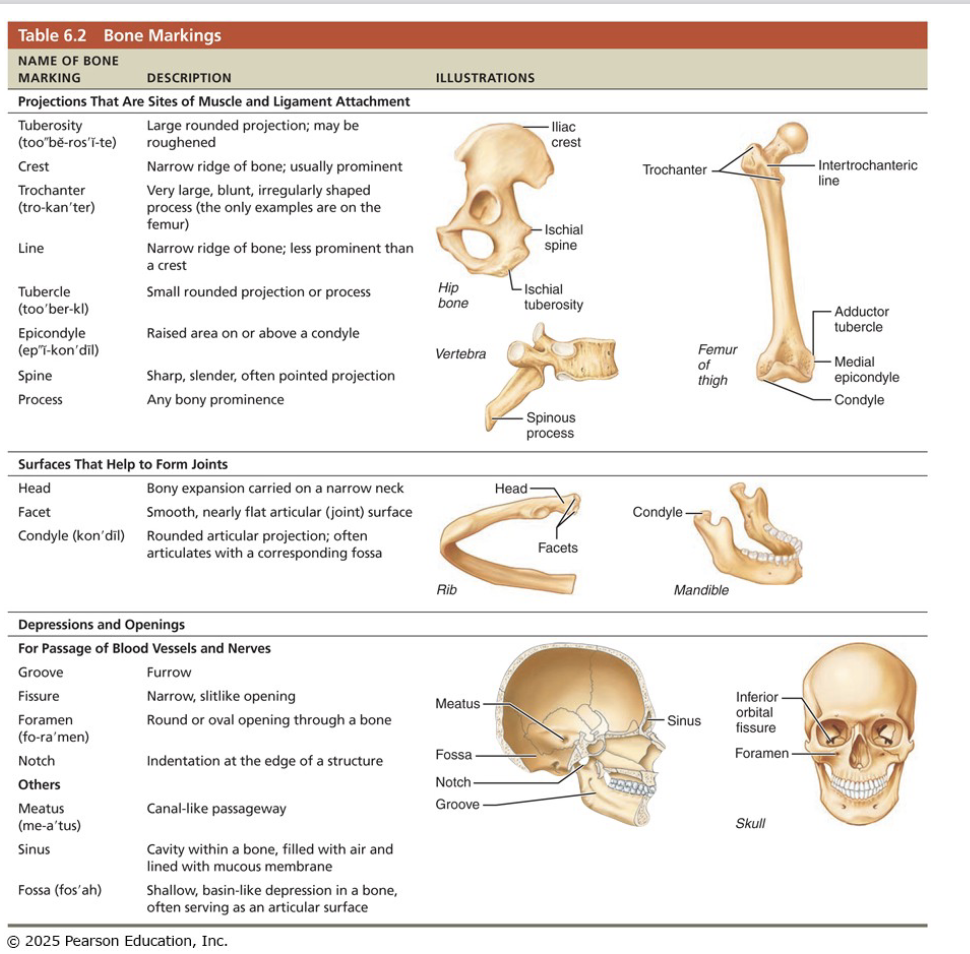 <ul><li><p>Sites of muscle, ligament and tendon attachment on external surfaces</p></li><li><p>Areas involved in joint formation or conduits for blood vessels and nerves</p><p>Three types of markings:</p></li><li><p>Projection: outward bulge of bone</p></li><li><p>depressions and openings </p></li><li><p>surfaces</p></li></ul><p></p>