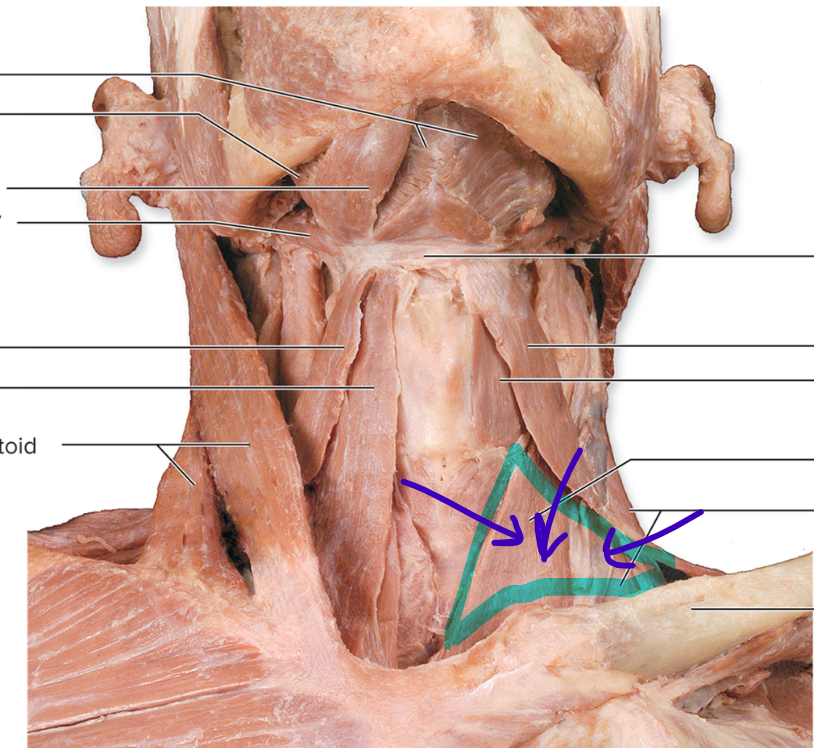 <p>flex neck; elevate 1st a second rib when neck is fixed</p>