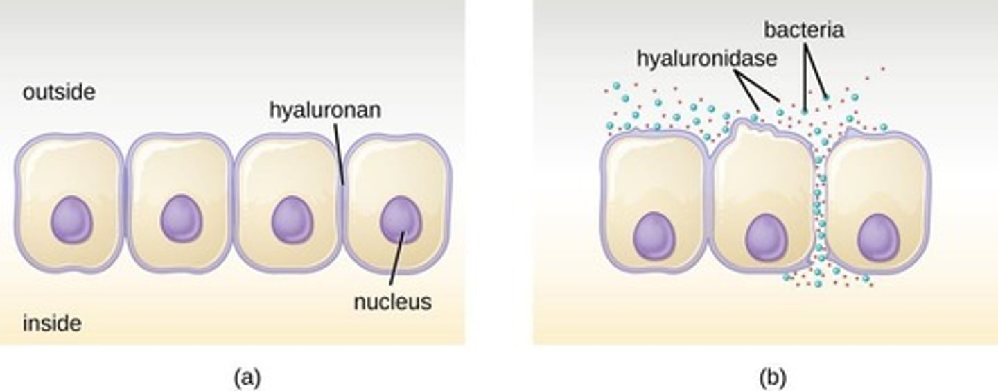 <p>Enzyme used by pathogens to break cellular junctions.</p>