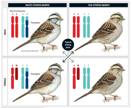 <ul><li><p>there are many exceptions and different cases, depending on the species - used to seem an anomalie, but now seen more commonly (likely to provide some evolutionary advantage)</p></li><li><p>some species have intersex individuals, with characters that dont fit the typical male / female distinction (potentially due to additional / fewer sex chromosomes, or differences in genes (sex &amp; autosomal) associated with hormone control / detection)</p></li><li><p>some species change sex depending on environmental conditions (advantageous to have only certain sexes, in ceertain conditions)</p><p>e.g. White-Throated Sparrows</p></li><li><p>have a ZW system of 2 sexes (male ZZ, female ZW), but said to have 4 sexes as they also have females that look like males (and act more agressive), and males that look like females (and act more docile)</p></li><li><p>is due to a sex-determining loci on another pair of chromosomes, where inversion has occurred and trapped these genes here (very little recombination as chromosome doesnt match its homologous pair - genes in different regions) </p></li><li><p>males have this supergene, which gives them male characters, so females that have this supergene act / look more male (but are ZW), while males that lack this act / look more female (but are ZZ)</p></li></ul><p></p><p></p>
