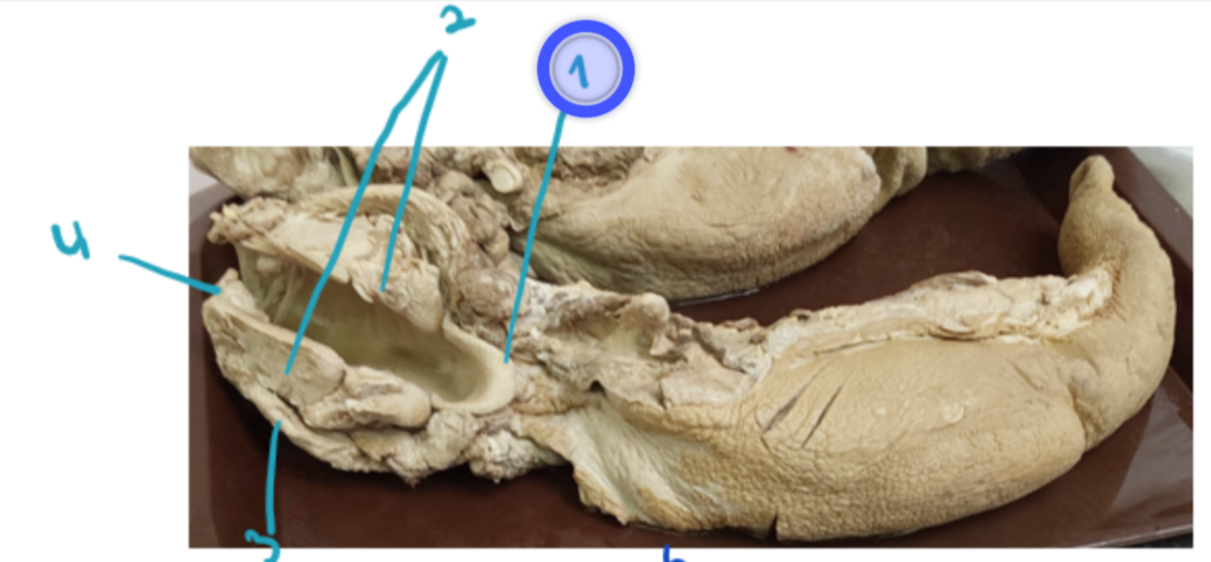 <p>identify these structures. (general)</p>