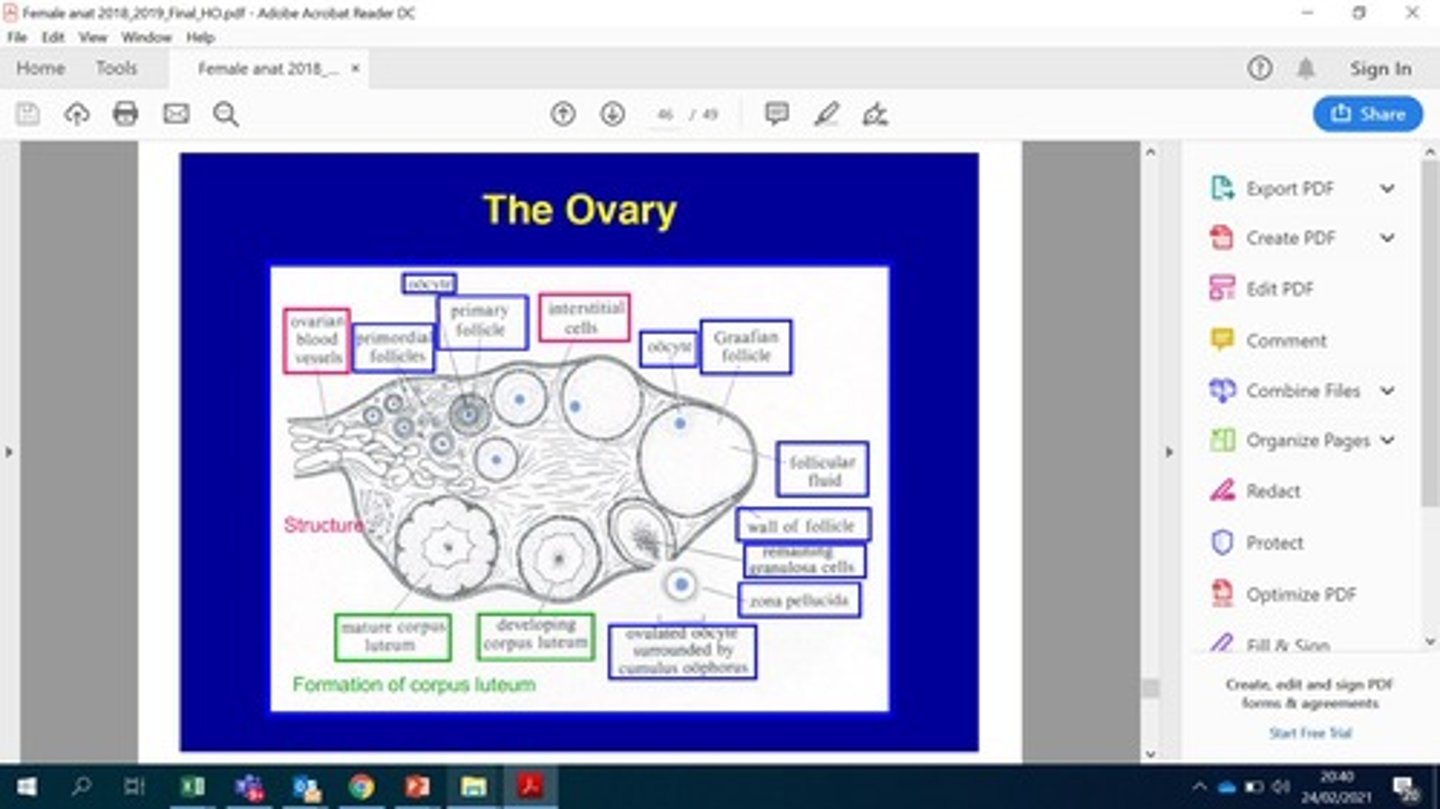 <p>Structure formed post-ovulation, secretes progesterone.</p>