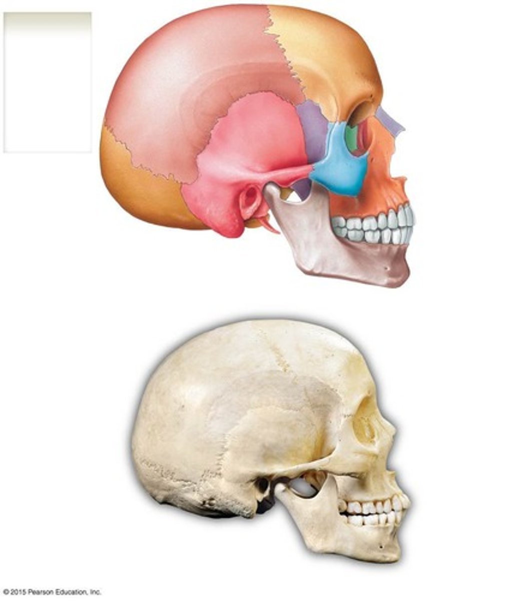 <p>An immobile or nearly immobile joint</p>