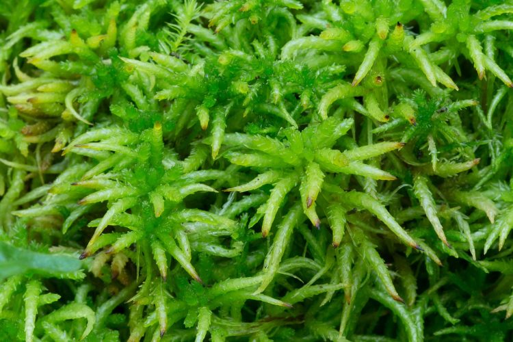 <p>branches downturned, triangular chlorophyllose cells</p>