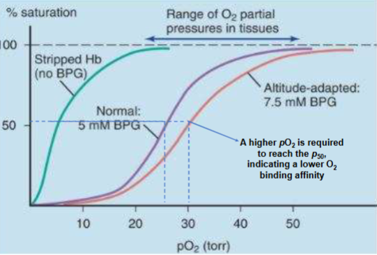 <p>-normal levels (purple)</p><p>-O2 binding curve right shifted (hemoglobin not binding tight to O2, more bpg present)-red</p><p>-when remove bpg O2 binds with great affinity (looks like myo. curve)- green</p>
