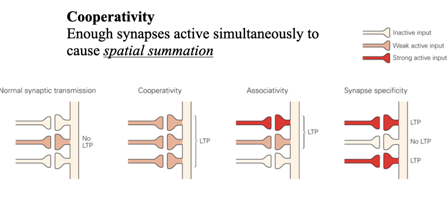 <p>Multiple weak inputs must fire together to reach the threshold for inducing LTP in a postsynaptic neuron</p>
