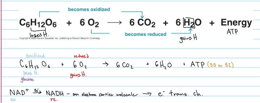 <ol><li><p>Oxygen becomes reduced (gains H)</p></li><li><p class="has-focus">Glucose becomes oxidized (loses H)</p></li></ol><p></p>