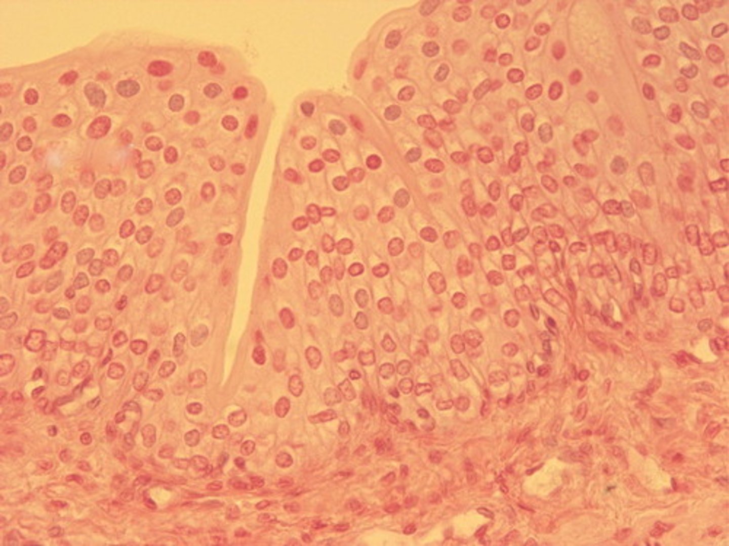 <p>multilayer formable cells enable tissue to stretch and move when the organ needs to contain more or less substance</p>
