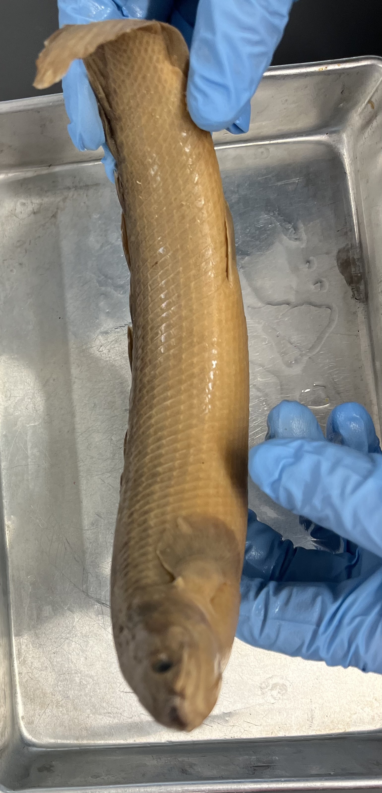 <p>Heavily enforced pectoral fin</p><p>Big scales</p><p>Finlets </p>