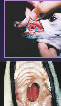 <p><span>Oronasal Fistula</span></p>